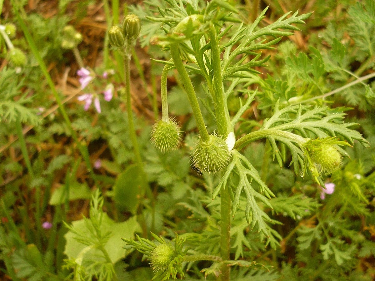 Papaver hybridum (Papaveraceae)